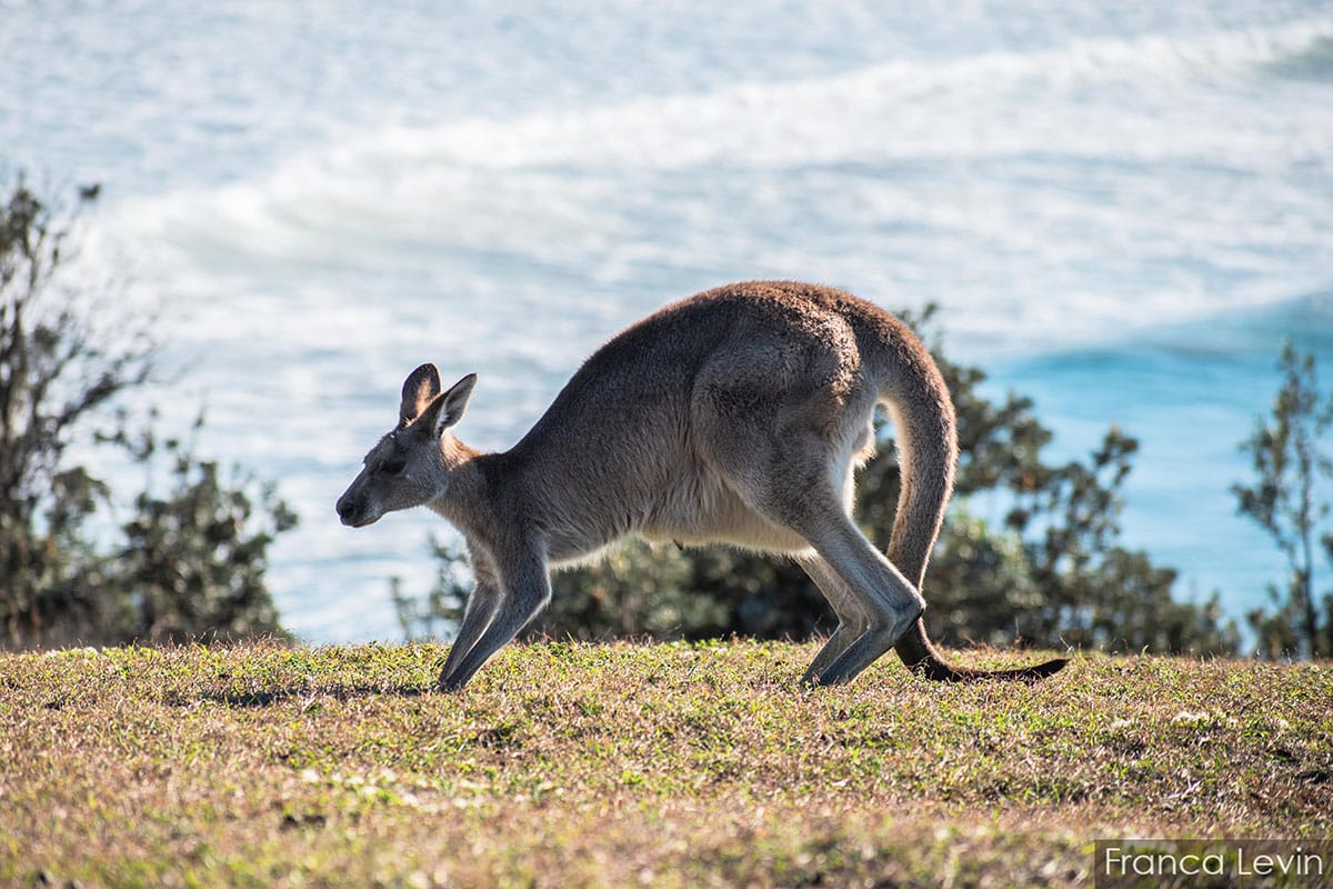 Work holiday visa australia desde uruguay demente con mochila